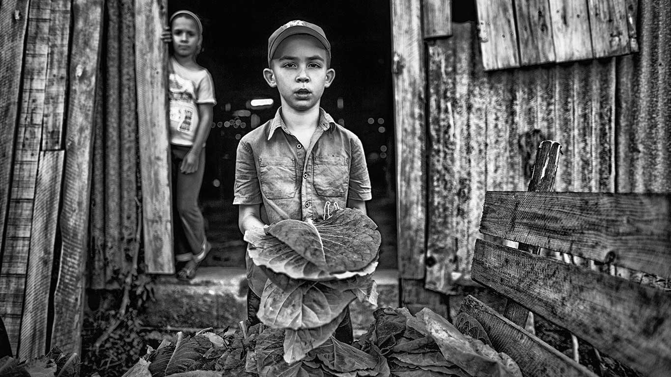 tobacco-harvesters-series